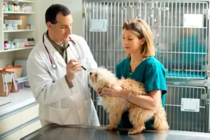 Vet Tech vs Vet Assistant Roles, and Career Paths in 2026