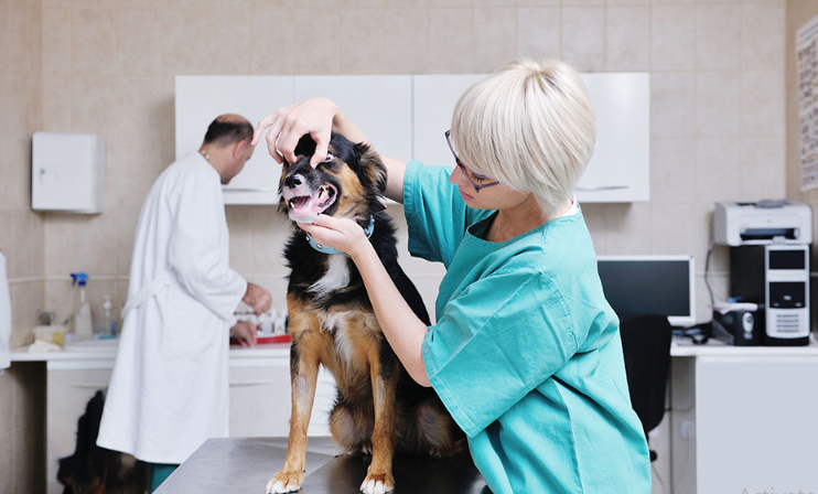 Vet Tech vs Vet Assistant: Roles, Responsibilities, and Career Paths in 2026